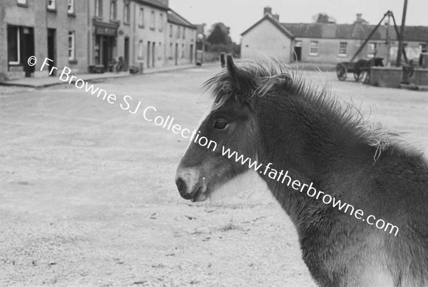 FAIR SCENE  HORSES